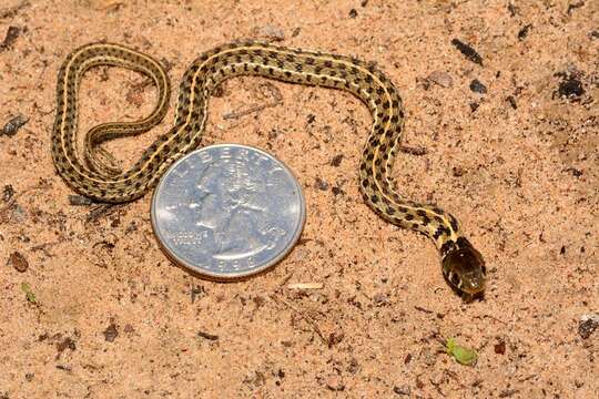 صورة Thamnophis marcianus marcianus (Baird & Girard 1853)