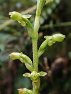 Kreodanthus crispifolius Garay resmi