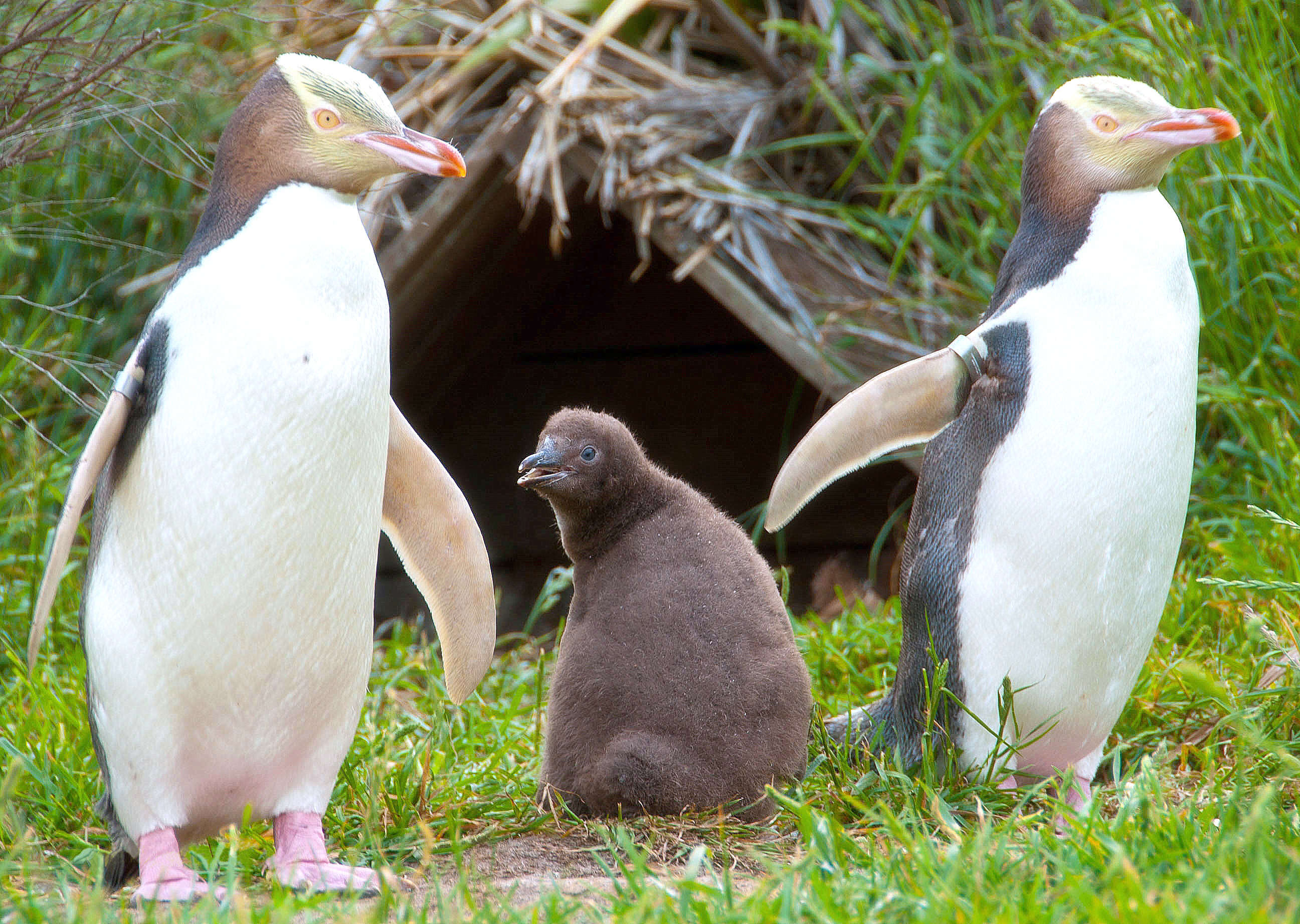 Image of Yellow-eyed Penguins