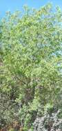 Image of fragrant ash