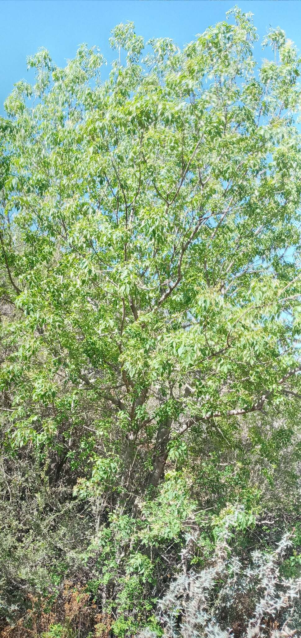 Image of fragrant ash