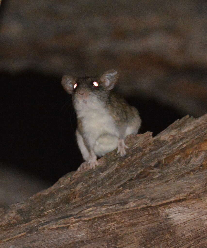 Image of Acacia Rat