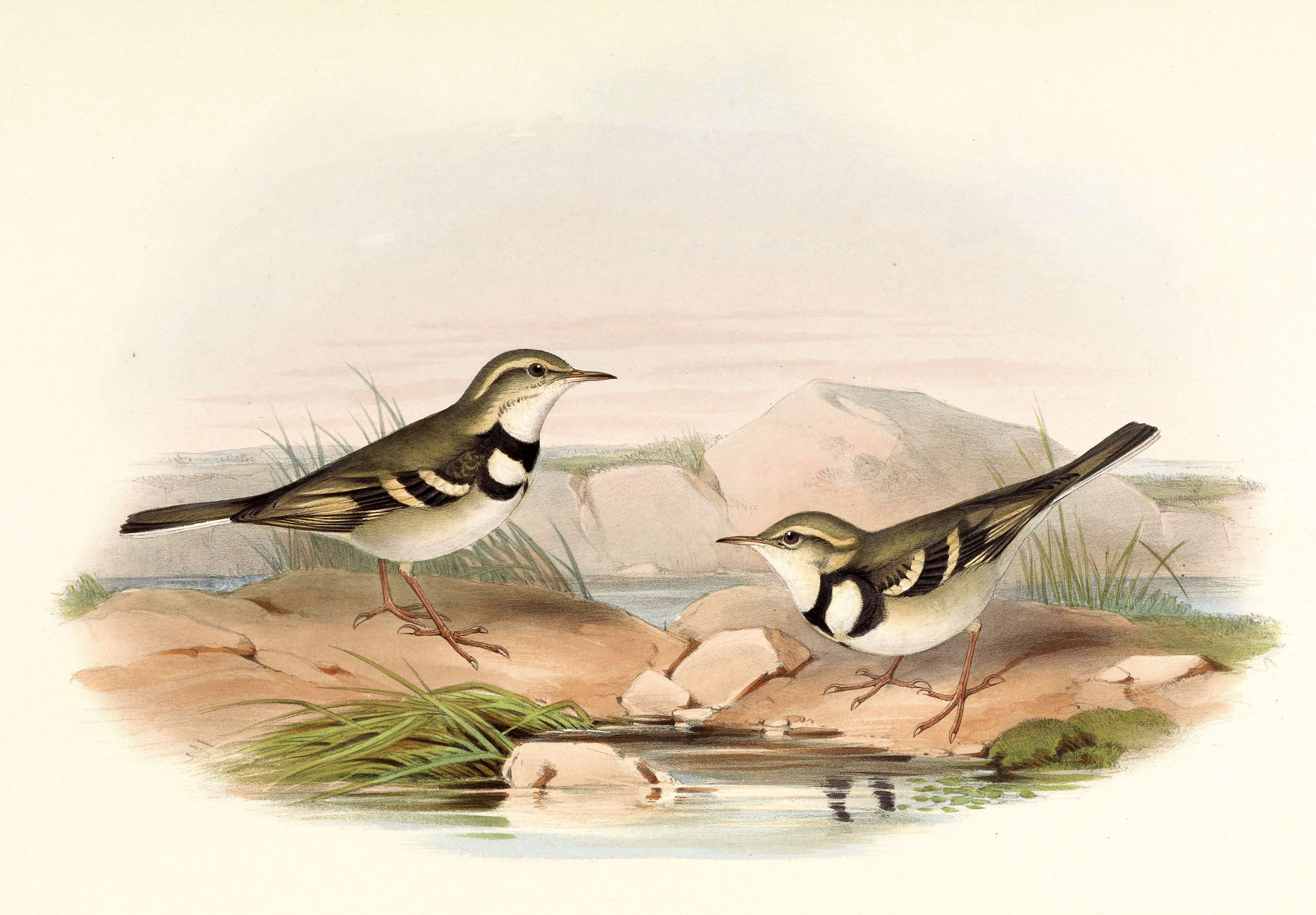 Image of pipits and wagtails