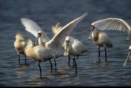 Image of Black-faced Spoonbill