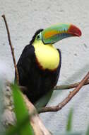 Image of Keel-billed Toucan