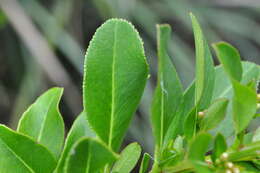 Escallonia bifida Link & Otto ex Engl. resmi