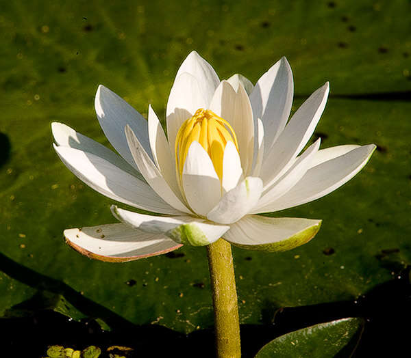 Imagem de Nymphaea nouchali var. pubescens (Willd.) Hook. fil. & Thoms.