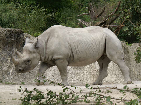 Image of Black Rhinoceros