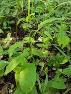 Image of low false bindweed