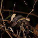 Image of Non-banded Philippine Burrowing Snake