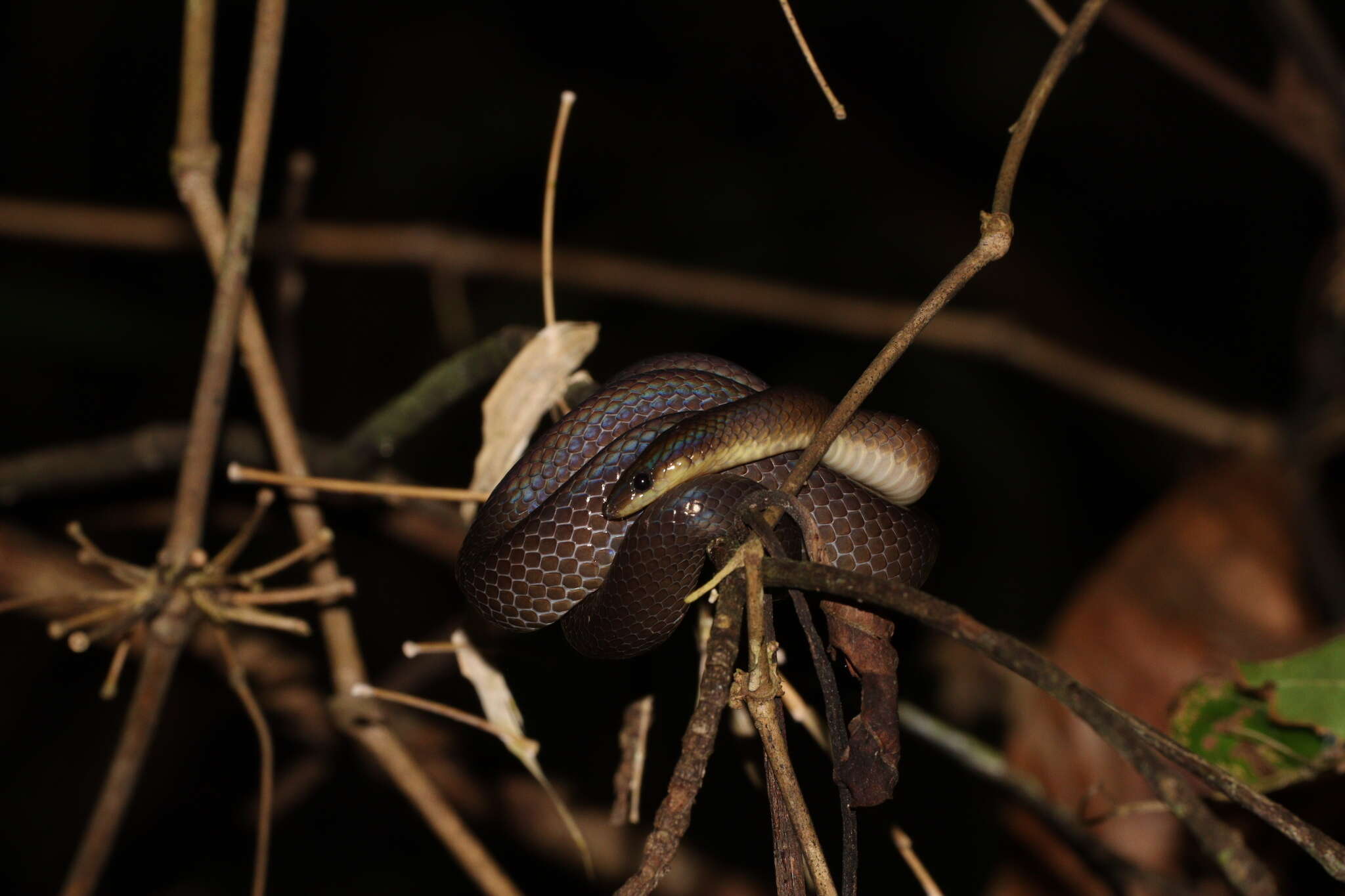 Image of Non-banded Philippine Burrowing Snake