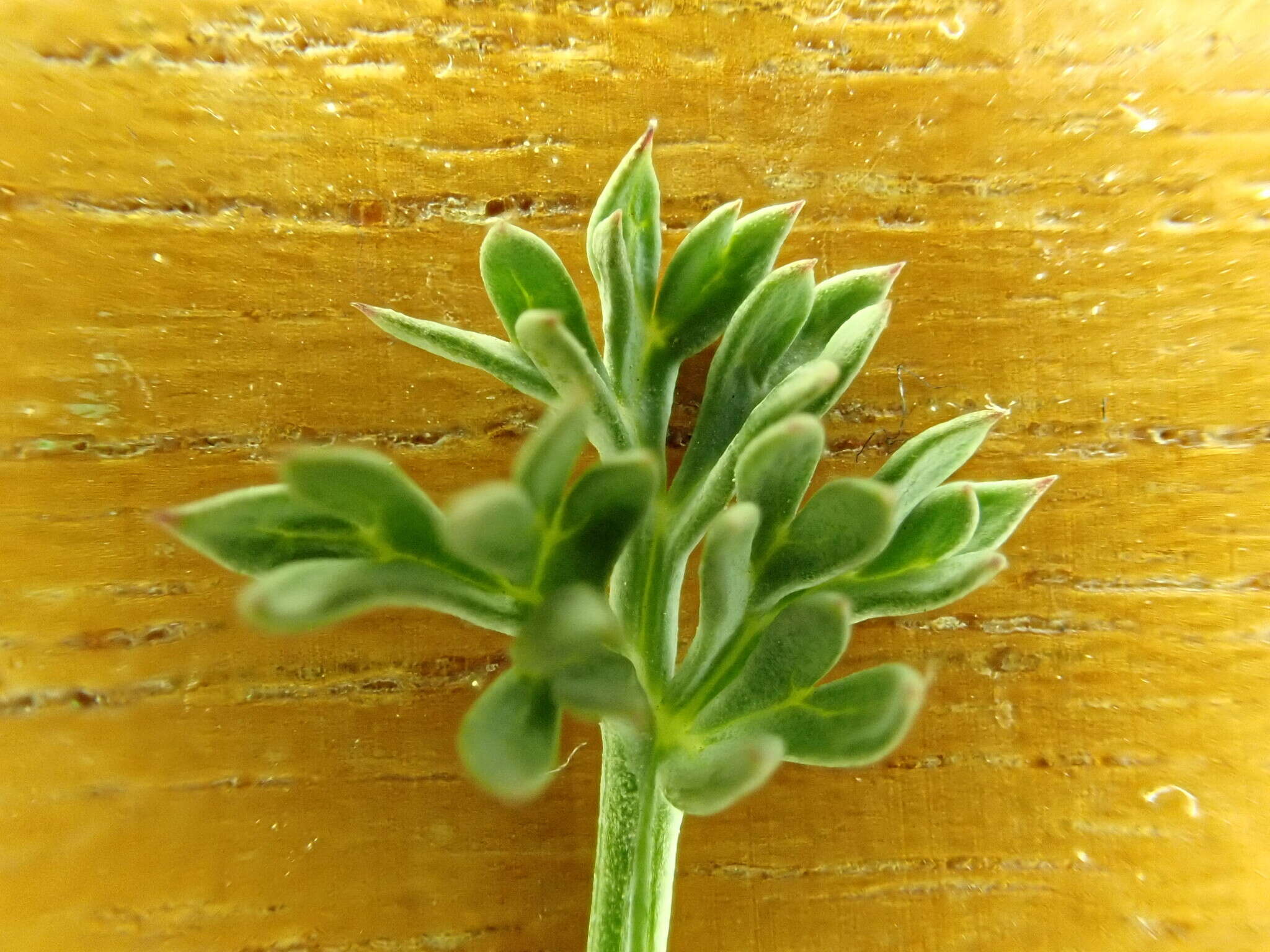 Imagem de Lomatium cuspidatum (Coult. & Rose) Mathias & Constance