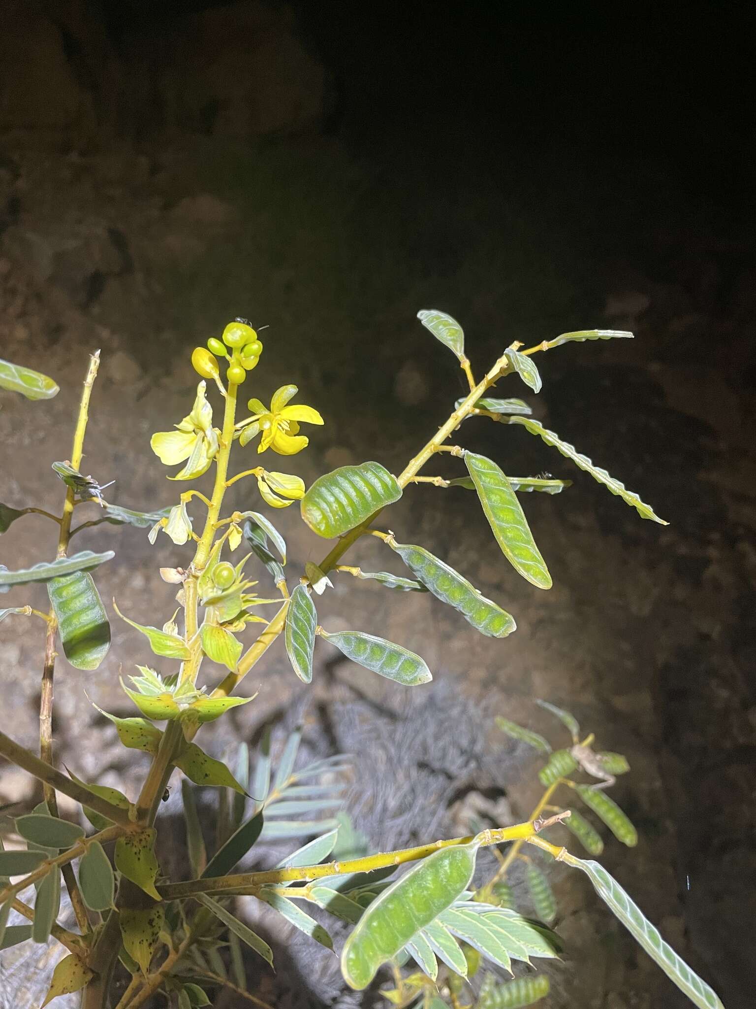 Plancia ëd <i>Senna notabilis</i>