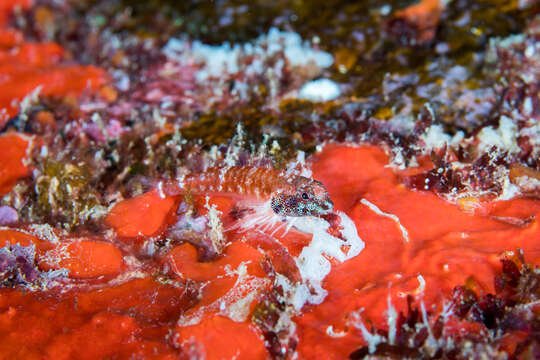 Image of Hawaiian Blackhead Triplefin