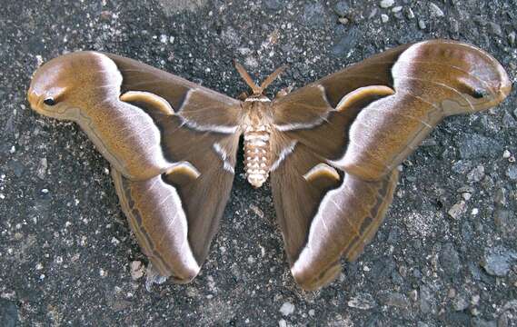 Image of Ailanthus Silkmoth