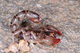 Image of Bothriurus dumayi (Cekalovic 1974)