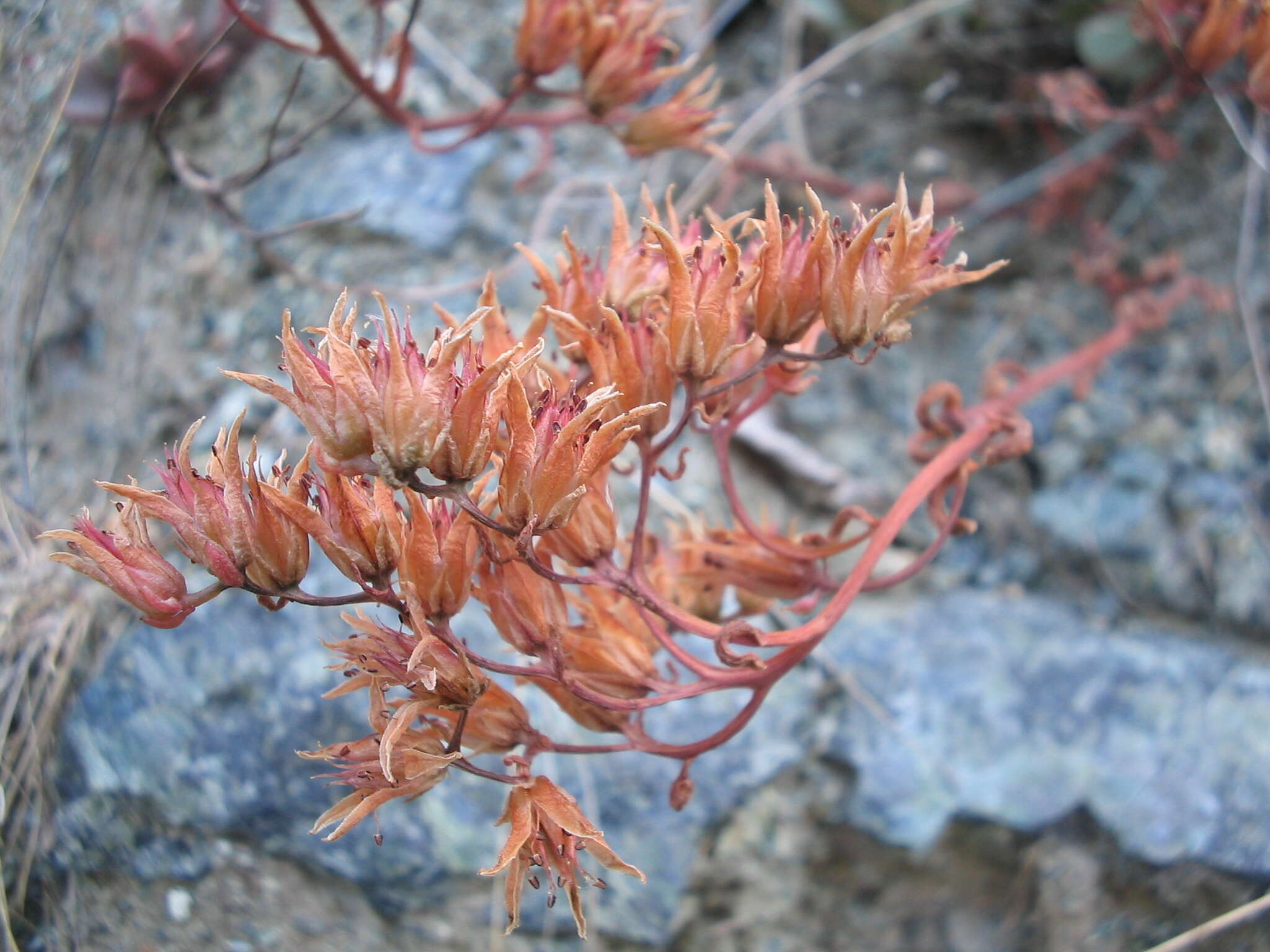 Image of roseflower stonecrop