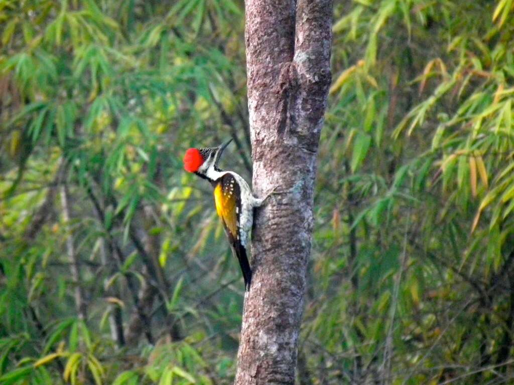 Image of Black-rumped Flameback