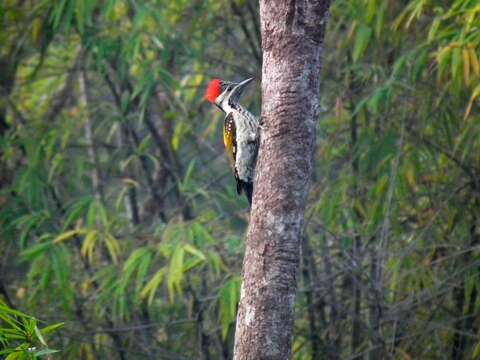 Image of Black-rumped Flameback