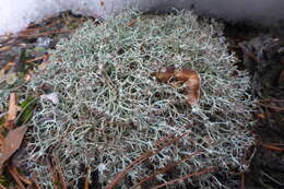 Image of cup lichen