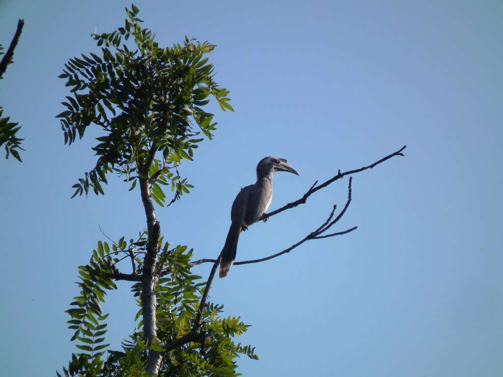 Image of Indian Grey Hornbill