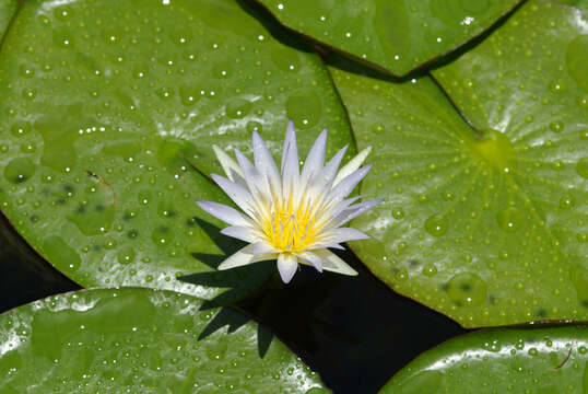 Image of Cape Blue Water-Lily