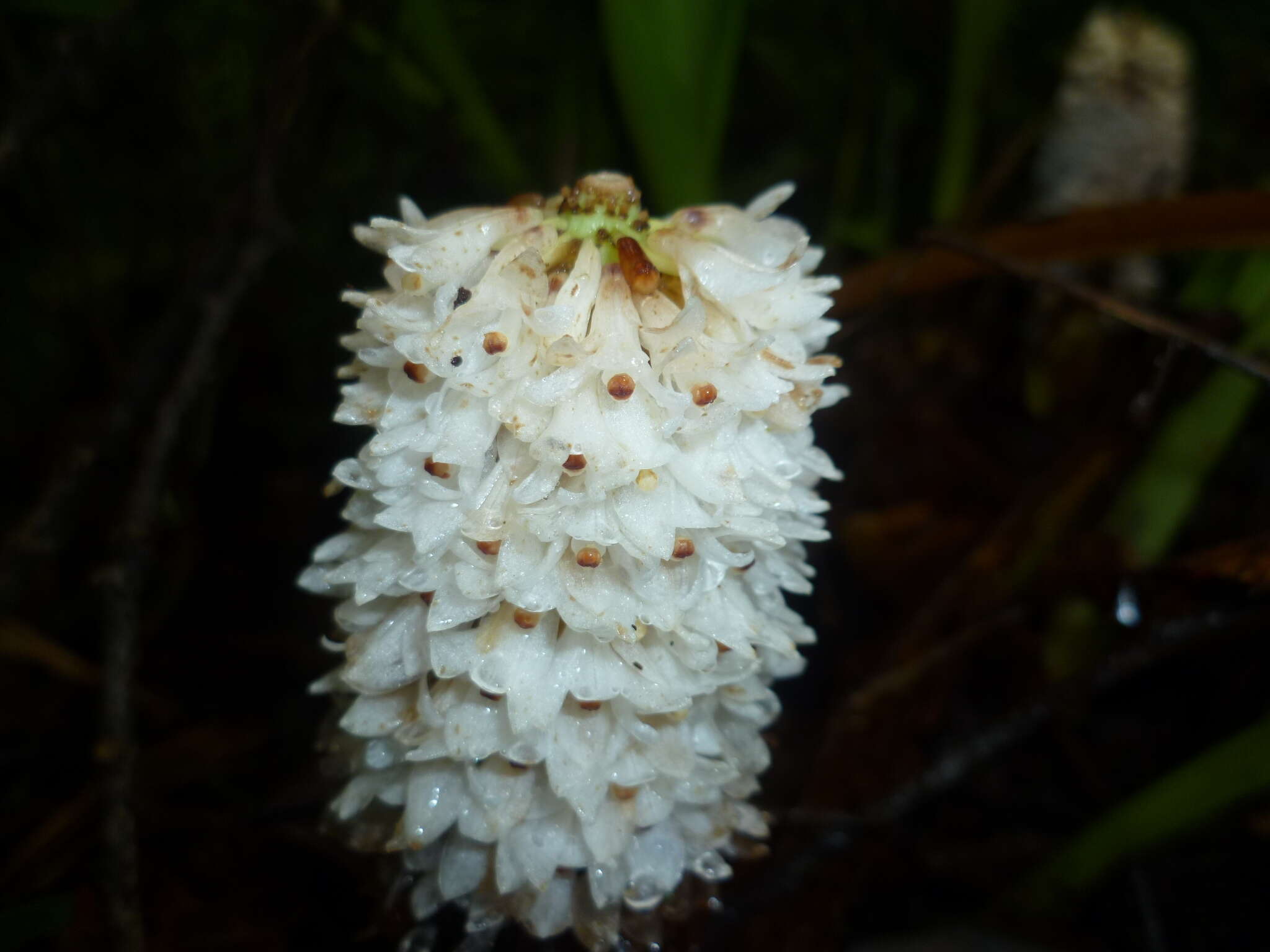 Image of Coelia densiflora Rolfe