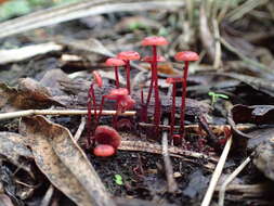 Image of bonnet mushrooms