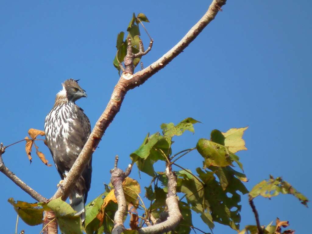 Nisaetus cirrhatus (Gmelin & JF 1788) resmi