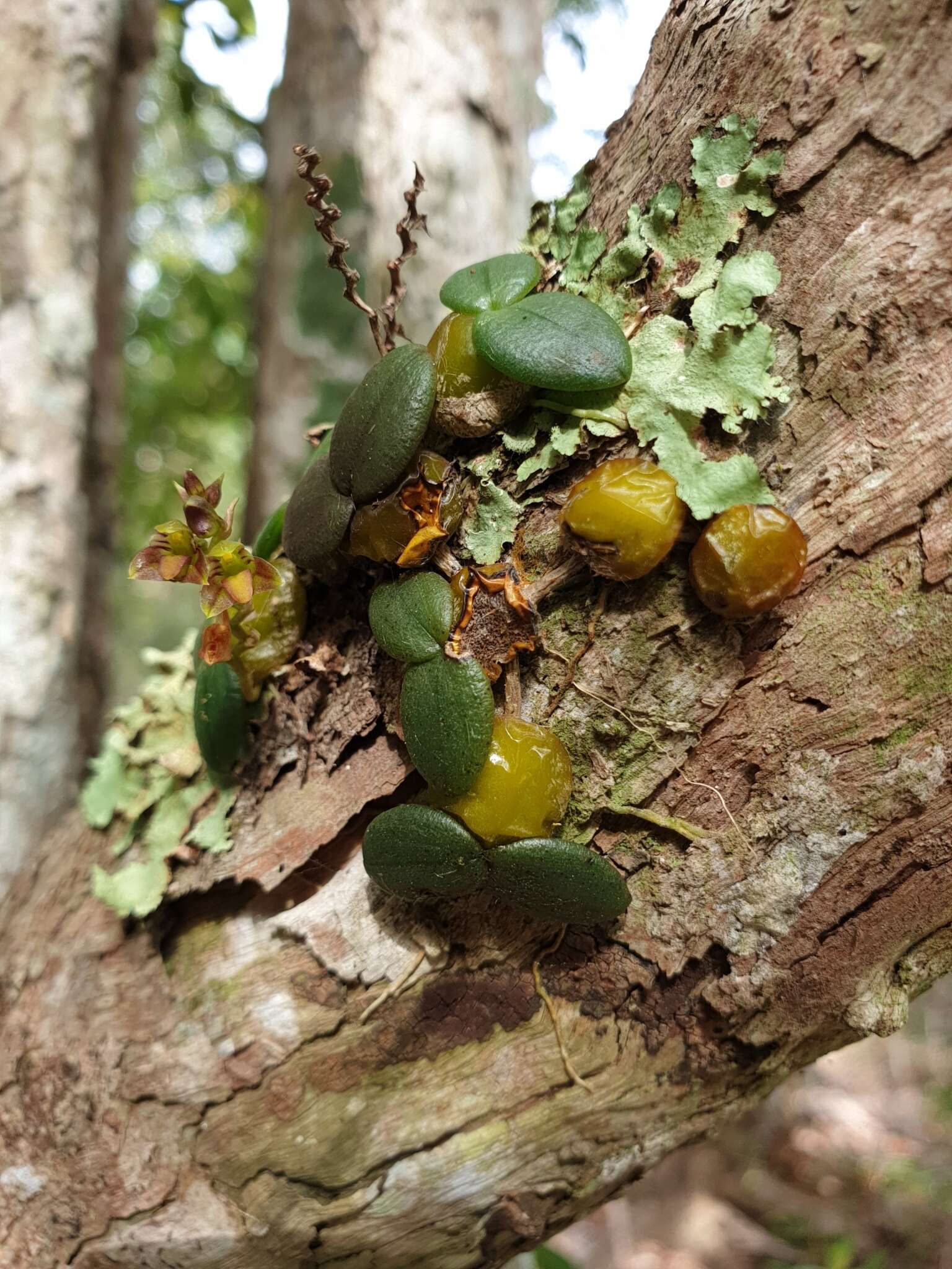 Image of Bulbophyllum complanatum H. Perrier