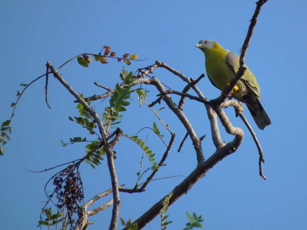 Image of Yellow-footed Green Pigeon