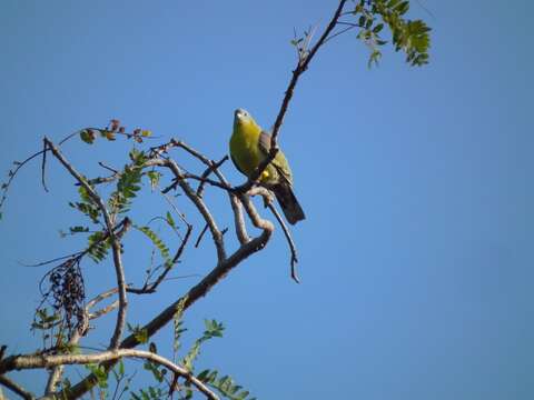 Image of Yellow-footed Green Pigeon