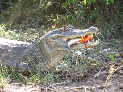 Image of Common Caiman