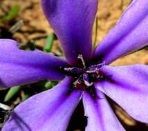 Image of Babiana radiata Goldblatt & J. C. Manning