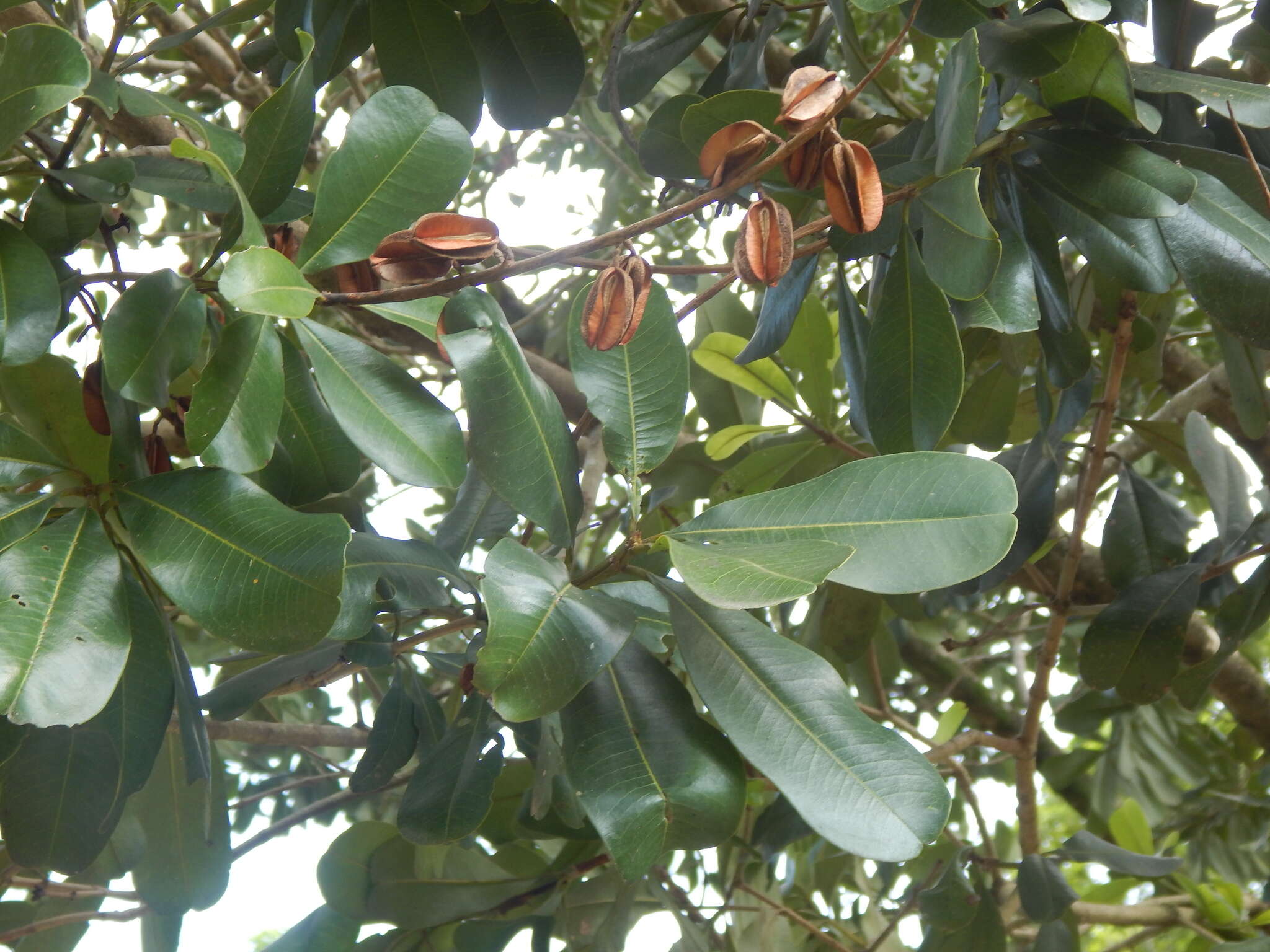 Image of Vochysia lehmannii Hieron.