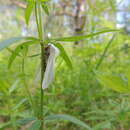 Image of water ermine