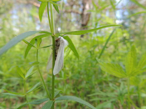 Image of water ermine