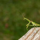 Image of zebra mantis