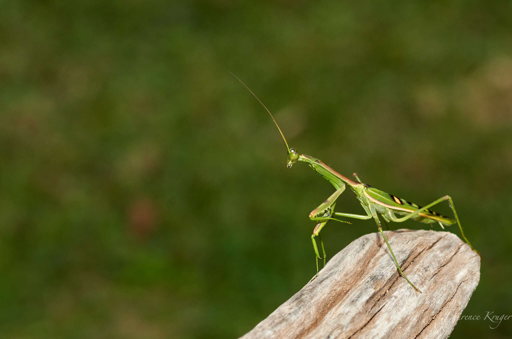 Image of African praying mantis