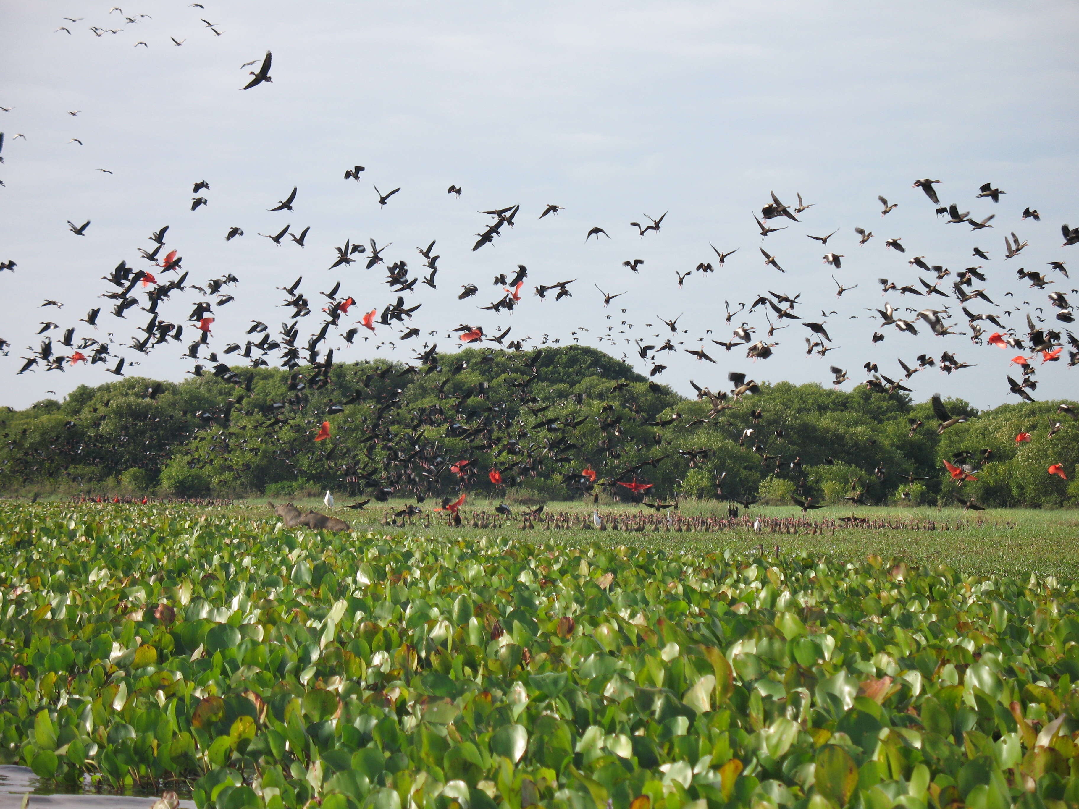 Image of Scarlet Ibis