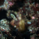 Image of Psychedelic Wrasse