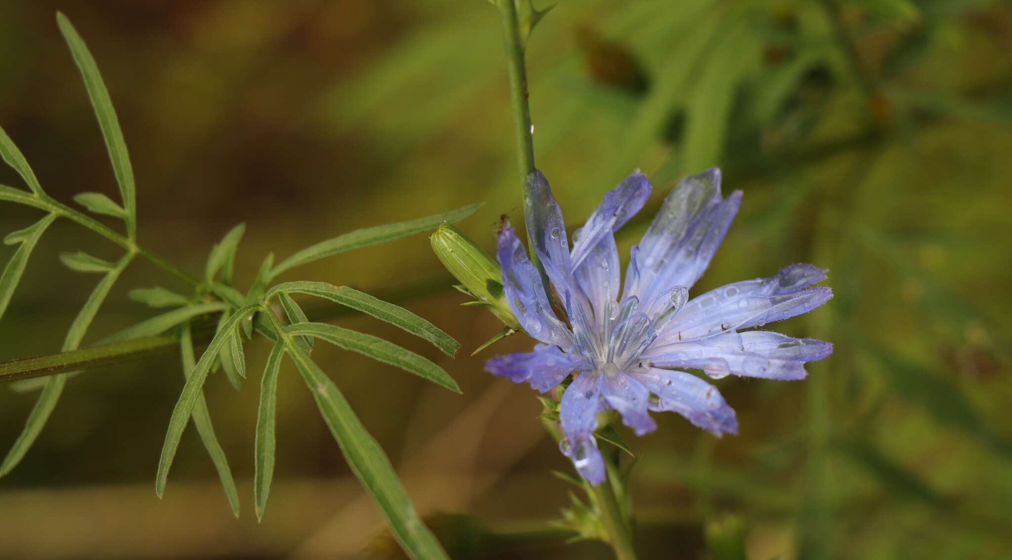 Image of Cichorium intybus subsp. intybus