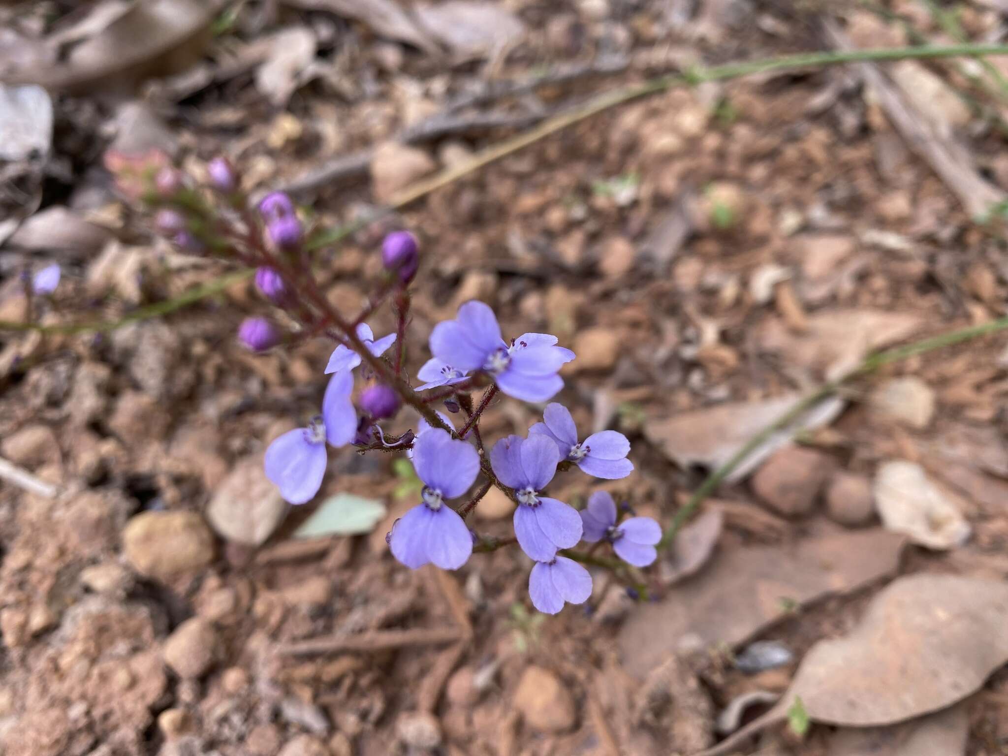 Image de Stylidium amoenum R. Br.