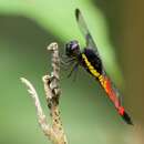 Protorthemis coronata (Kaup ex Brauer 1866) resmi