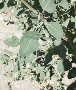 Chenopodium acuminatum Willd.的圖片