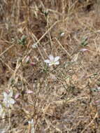 Image of California dwarf-flax