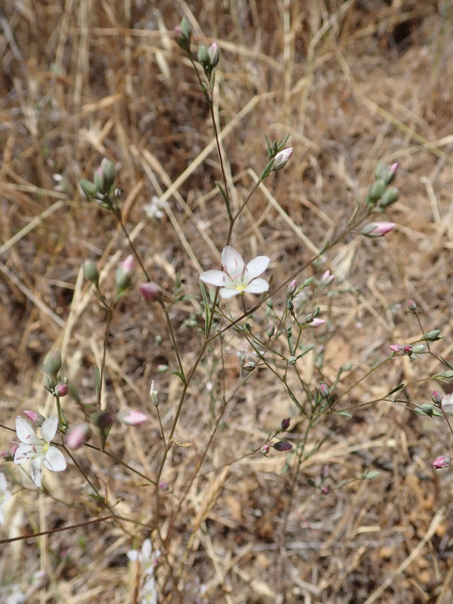 Image of California dwarf-flax