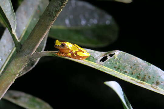 Image of Bereis' Treefrog