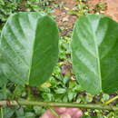 Omphalea diandra L.的圖片