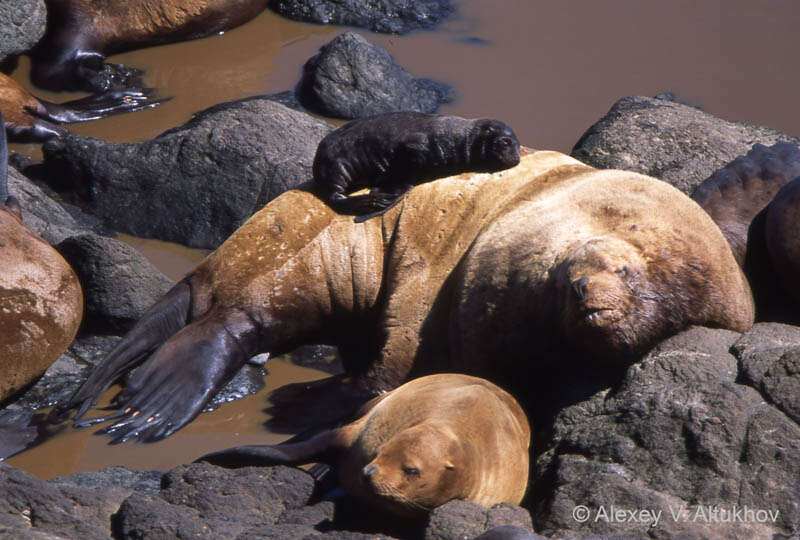 Image of northerns sea lions